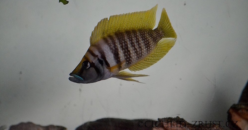 Altolamprologus calvus 'Nkamba Bay' (Yellow)